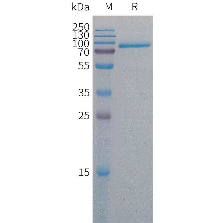 SDS-PAGE - Recombinant Human MFI2/MTf Protein (6×His Tag) (A317674) - Antibodies.com