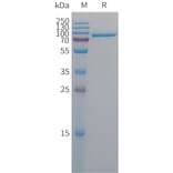 SDS-PAGE - Recombinant Human MFI2/MTf Protein (6×His Tag) (A317674) - Antibodies.com