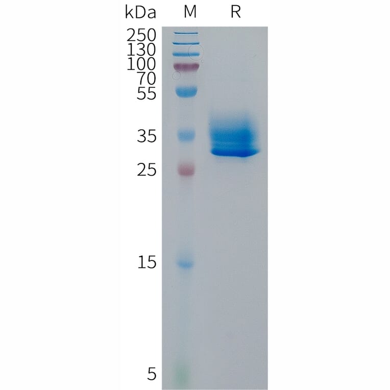 SDS-PAGE - Recombinant Human GPCR GPR81 Protein (Fc Tag) (A317675) - Antibodies.com