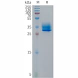 SDS-PAGE - Recombinant Human GPCR GPR81 Protein (Fc Tag) (A317675) - Antibodies.com