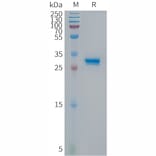 SDS-PAGE - Recombinant Human CDKN2A/p14ARF Protein (Fc Tag) (A317676) - Antibodies.com