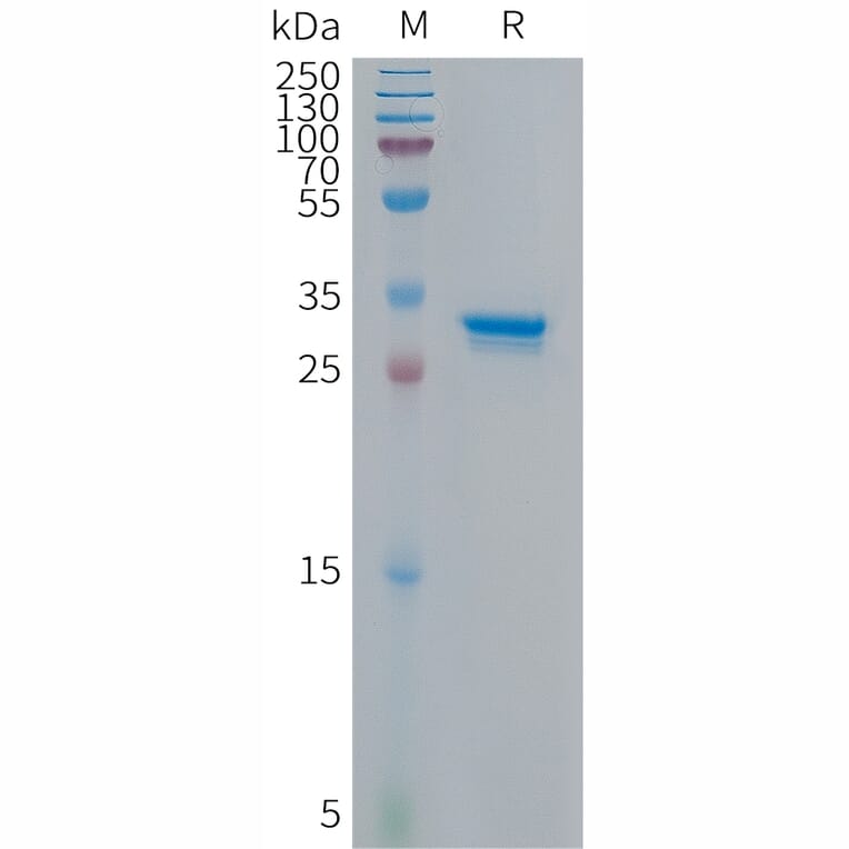 SDS-PAGE - Recombinant Human CDKN2A/p14ARF Protein (Fc Tag) (A317677) - Antibodies.com