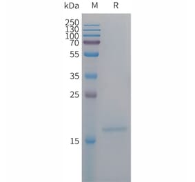 SDS-PAGE - Recombinant Human IL-4 Protein (6×His Tag) (A317681) - Antibodies.com