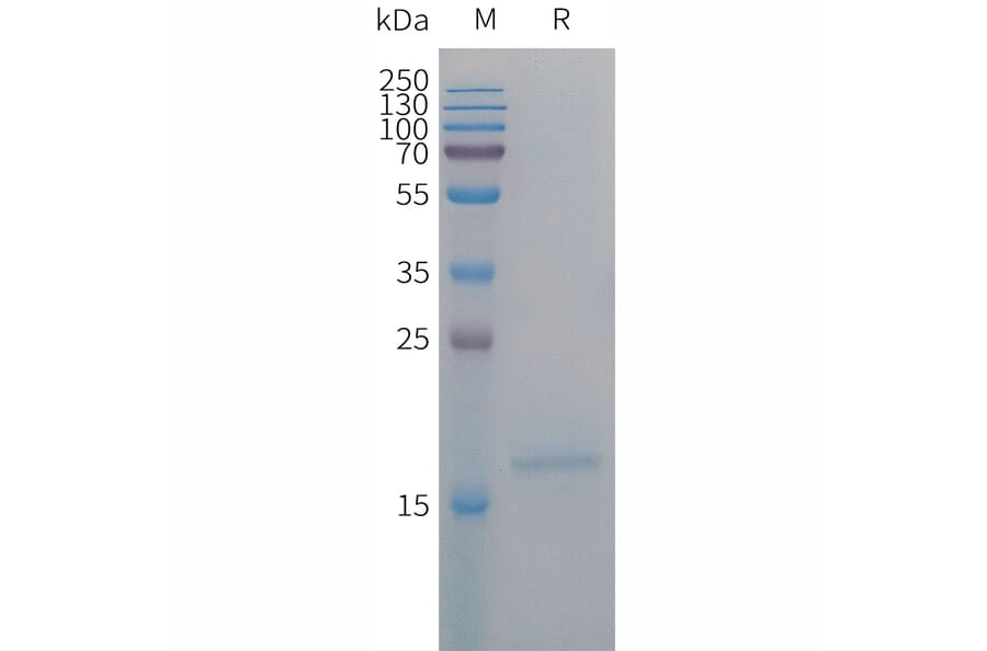 SDS-PAGE - Recombinant Human IL-4 Protein (6×His Tag) (A317681) - Antibodies.com