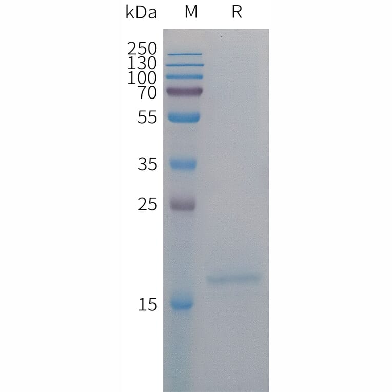 SDS-PAGE - Recombinant Human IL-4 Protein (6×His Tag) (A317681) - Antibodies.com