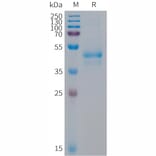 SDS-PAGE - Recombinant Human Artemin Protein (Fc Tag) (A317682) - Antibodies.com