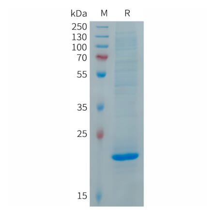 SDS-PAGE - Recombinant Human FGF19 Protein (6×His Tag) (A317692) - Antibodies.com
