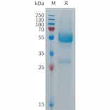 SDS-PAGE - Recombinant Human CD300 Protein (Fc Tag) (A317694) - Antibodies.com