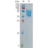 SDS-PAGE - Recombinant Human ECSCR Protein (Fc Tag) (A317697) - Antibodies.com