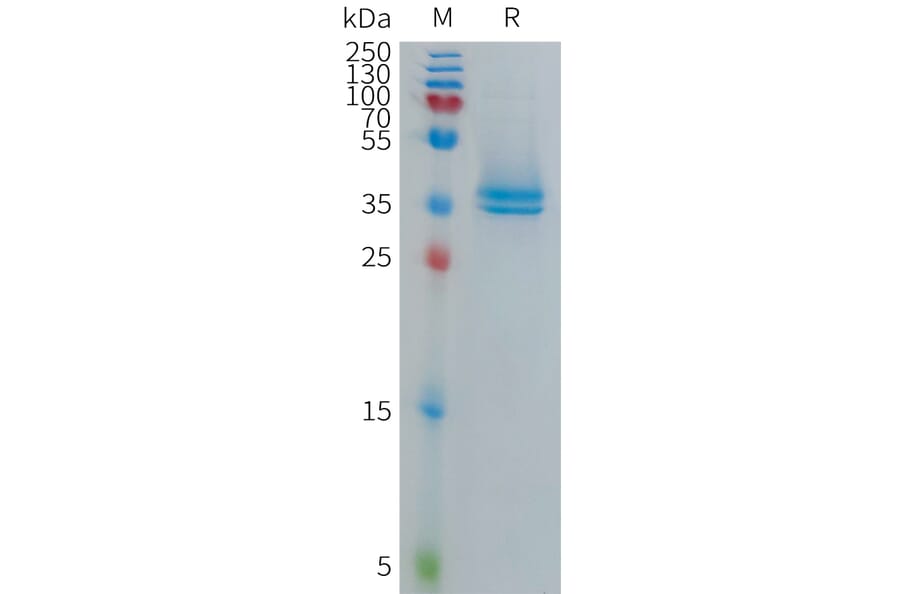 SDS-PAGE - Recombinant Human TAFA5 Protein (Fc Tag) (A317698) - Antibodies.com