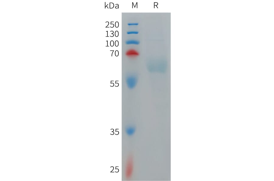 SDS-PAGE - Recombinant Human PILRA Protein (Fc Tag) (A317703) - Antibodies.com