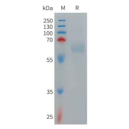 SDS-PAGE - Recombinant Human PILRA Protein (Fc Tag) (A317703) - Antibodies.com