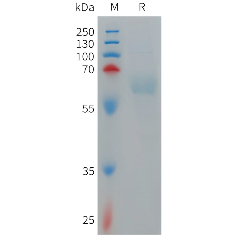SDS-PAGE - Recombinant Human PILRA Protein (Fc Tag) (A317703) - Antibodies.com