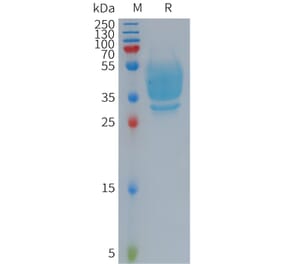 SDS-PAGE - Recombinant Human GPCR GPR20 Protein (Fc Tag) (A317704) - Antibodies.com