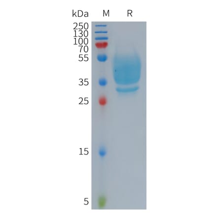 SDS-PAGE - Recombinant Human GPCR GPR20 Protein (Fc Tag) (A317704) - Antibodies.com