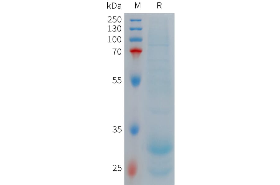 SDS-PAGE - Recombinant Human Hepcidin-25 Protein (Fc Tag) (A317705) - Antibodies.com