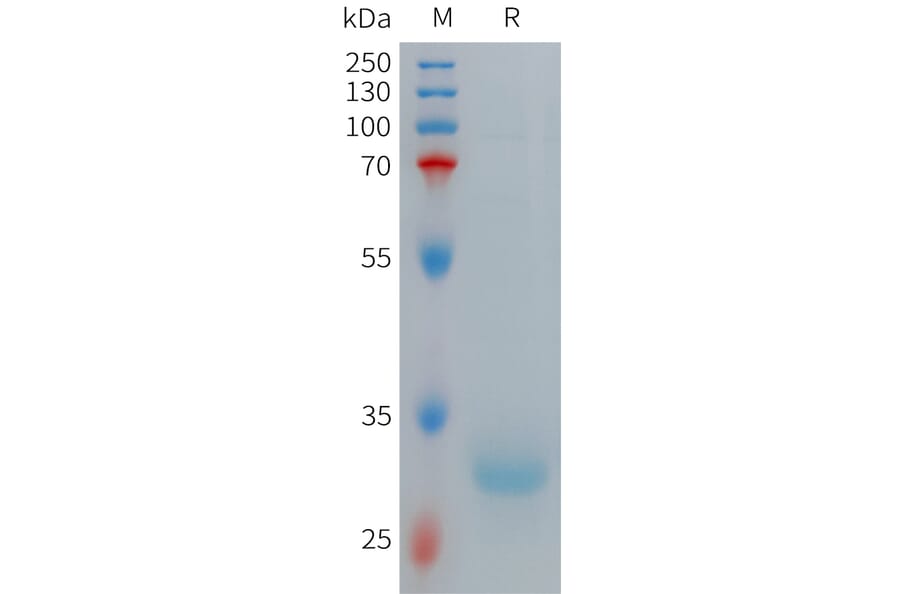 SDS-PAGE - Recombinant Human Hepcidin-20 Protein (Fc Tag) (A317706) - Antibodies.com