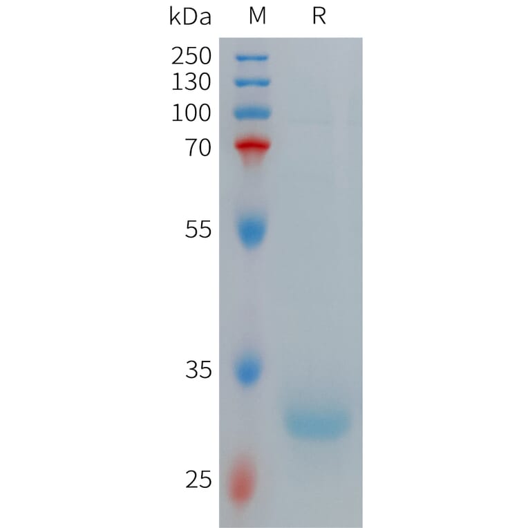 SDS-PAGE - Recombinant Human Hepcidin-20 Protein (Fc Tag) (A317706) - Antibodies.com