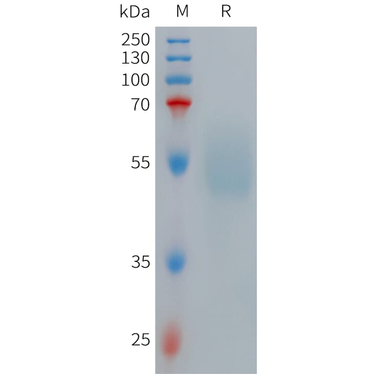 SDS-PAGE - Recombinant Human GLP-1R Protein (Fc Tag) (A317708) - Antibodies.com