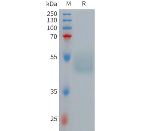 SDS-PAGE - Recombinant Human GIPR Protein (Fc Tag) (A317710) - Antibodies.com