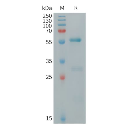 SDS-PAGE - Recombinant Human CLECSF6 Protein (Fc Tag) (A317715) - Antibodies.com