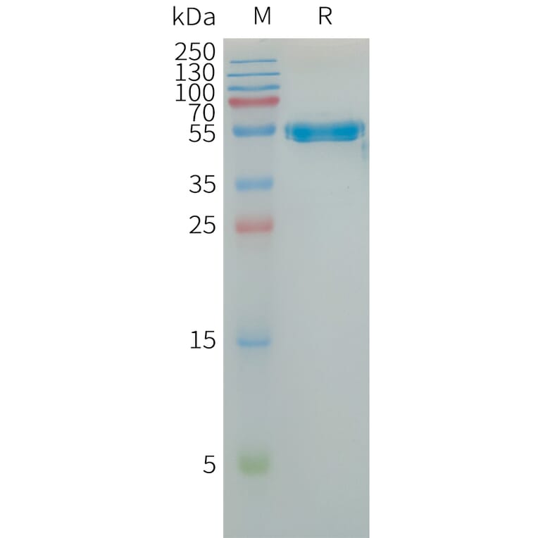SDS-PAGE - Recombinant Human LAIR1 Protein (Fc Tag) (A317725) - Antibodies.com