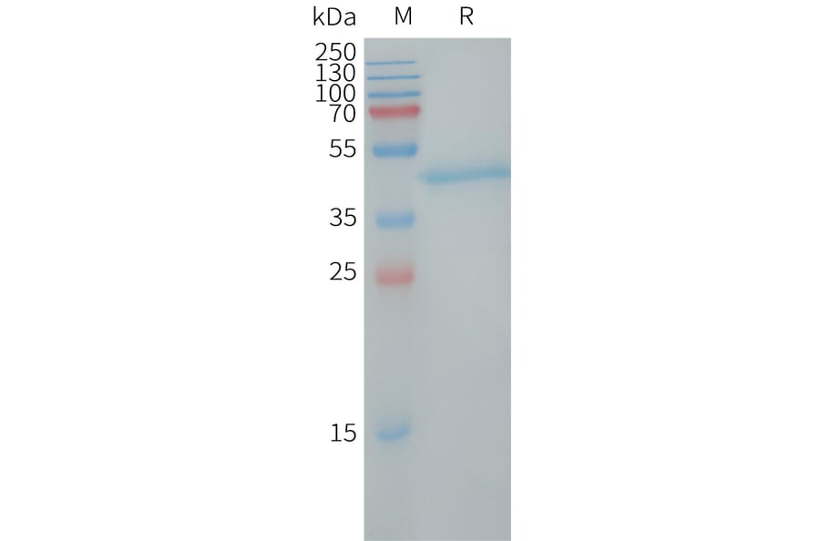 SDS-PAGE - Recombinant Human LY6H Protein (Fc Tag) (A317726) - Antibodies.com