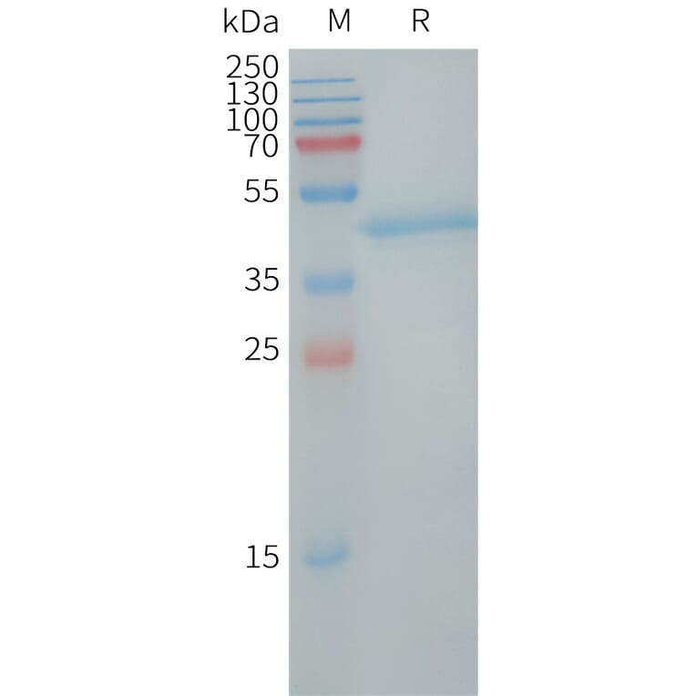 SDS-PAGE - Recombinant Human LY6H Protein (Fc Tag) (A317726) - Antibodies.com