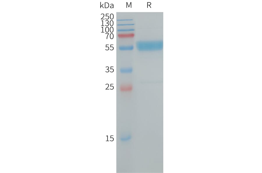 SDS-PAGE - Recombinant Human IL-19 Protein (Fc Tag) (A317727) - Antibodies.com