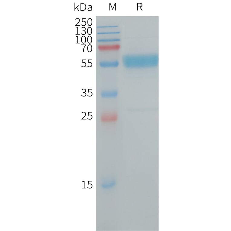 SDS-PAGE - Recombinant Human IL-19 Protein (Fc Tag) (A317727) - Antibodies.com