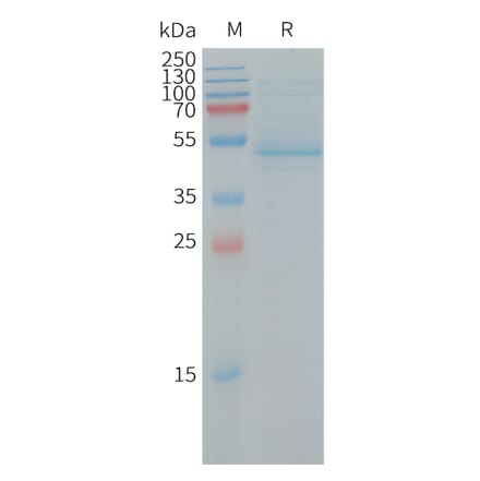 SDS-PAGE - Recombinant Human RhoC Protein (Fc Tag) (A317732) - Antibodies.com