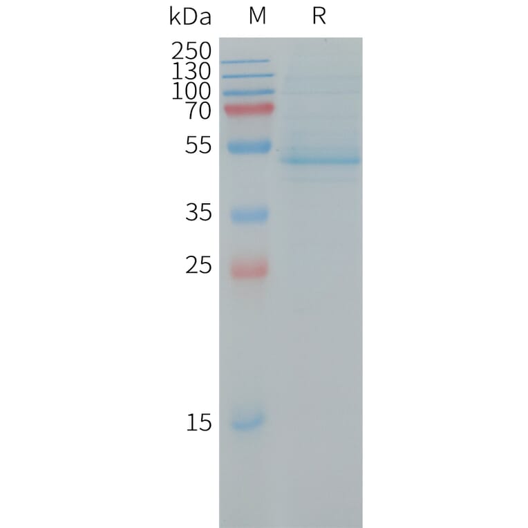 SDS-PAGE - Recombinant Human RhoC Protein (Fc Tag) (A317732) - Antibodies.com