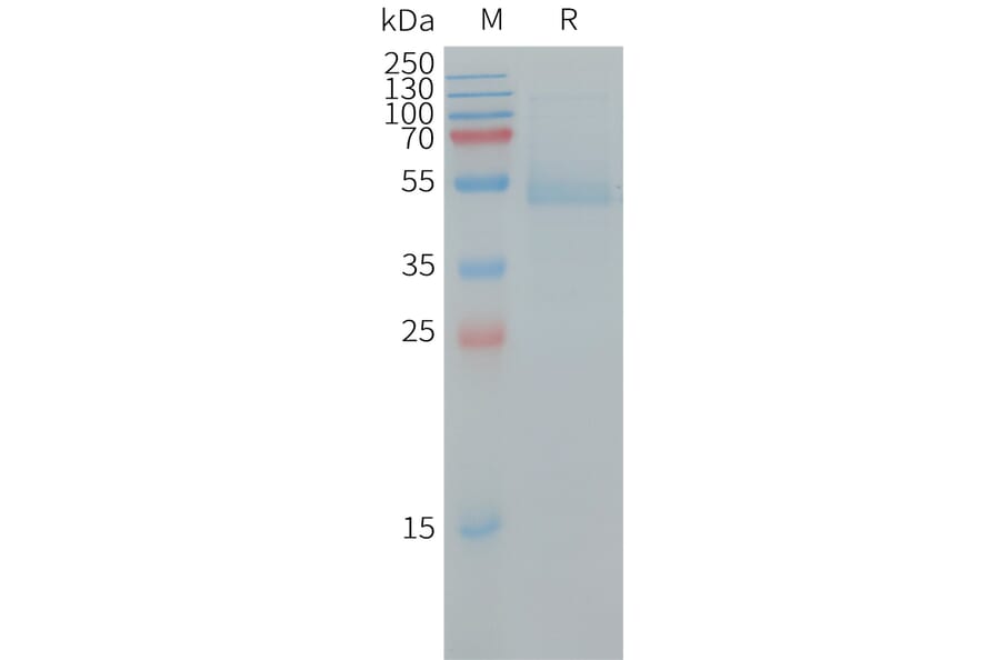 SDS-PAGE - Recombinant Human RhoB Protein (Fc Tag) (A317733) - Antibodies.com