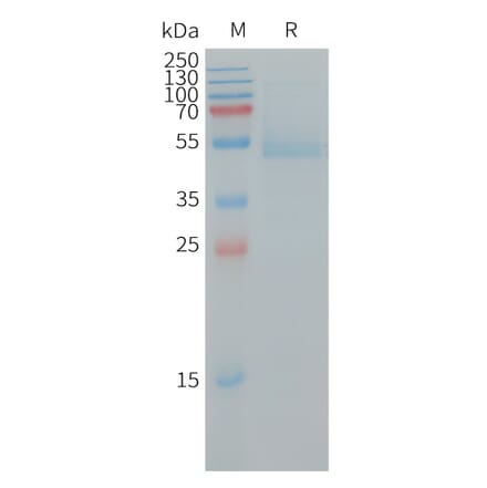 SDS-PAGE - Recombinant Human RhoB Protein (Fc Tag) (A317733) - Antibodies.com