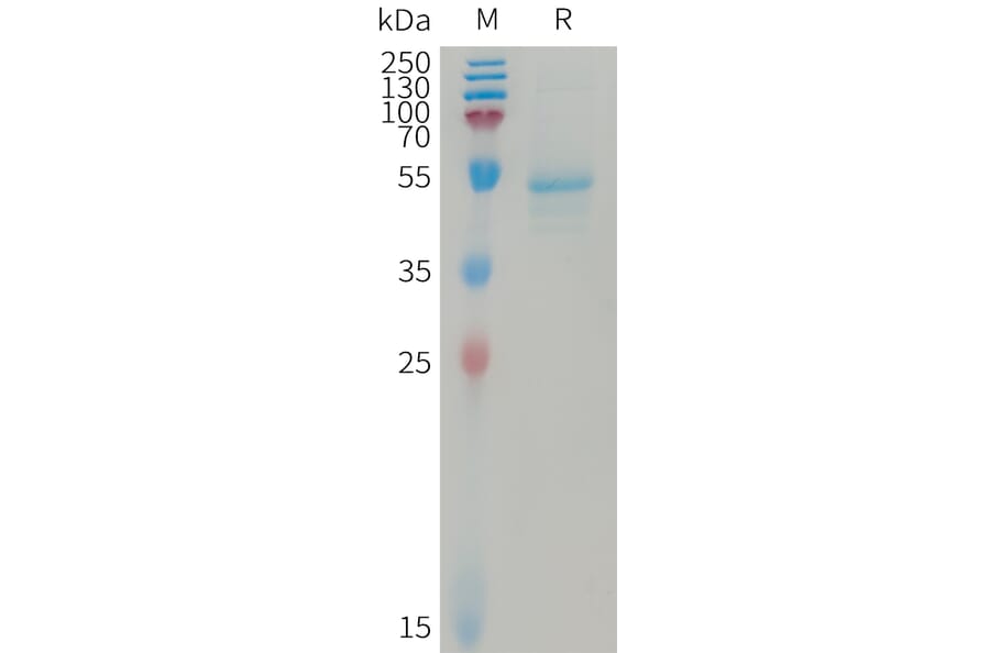 SDS-PAGE - Recombinant Human IL-23A Protein (Fc Tag) + IL23B Protein (6×His Tag) Heterodimer (A317738) - Antibodies.com
