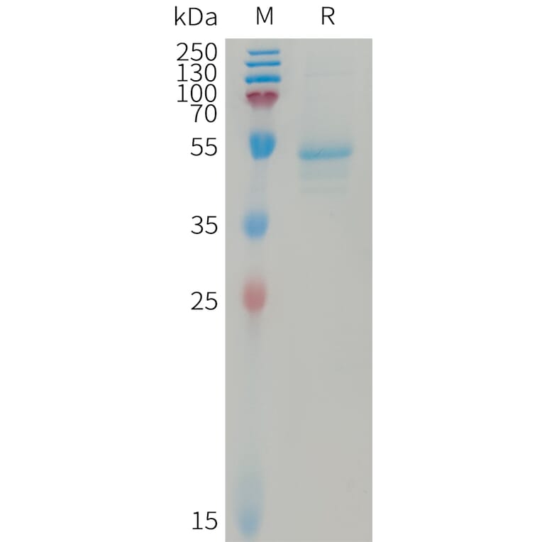 SDS-PAGE - Recombinant Human IL-23A Protein (Fc Tag) + IL23B Protein (6×His Tag) Heterodimer (A317738) - Antibodies.com