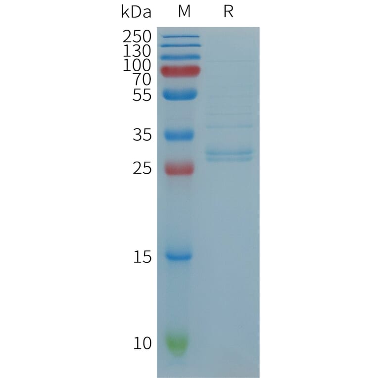 SDS-PAGE - Recombinant Human MIP-3 beta/CCL19 Protein (Fc Tag) (A317739) - Antibodies.com