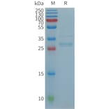 SDS-PAGE - Recombinant Human MIP-3 beta/CCL19 Protein (Fc Tag) (A317739) - Antibodies.com