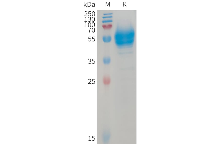 SDS-PAGE - Recombinant Human BTC Protein (Fc Tag) (A317740) - Antibodies.com