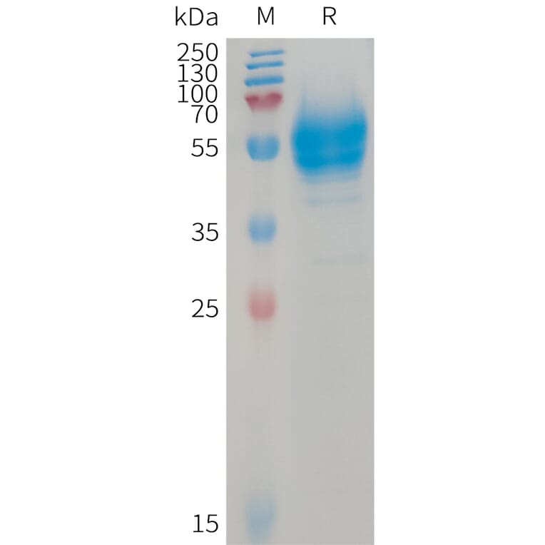SDS-PAGE - Recombinant Human BTC Protein (Fc Tag) (A317740) - Antibodies.com
