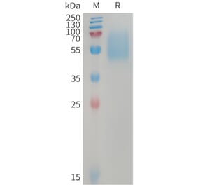 SDS-PAGE - Recombinant Human ALK-7 Protein (Fc Tag) (A317742) - Antibodies.com