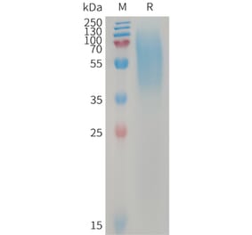 SDS-PAGE - Recombinant Human LYPD3 Protein (6×His Tag) (A317744) - Antibodies.com