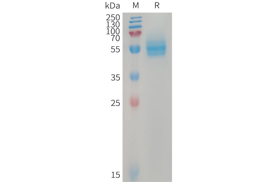 SDS-PAGE - Recombinant Human CD14 Protein (7×His Tag) (A317745) - Antibodies.com