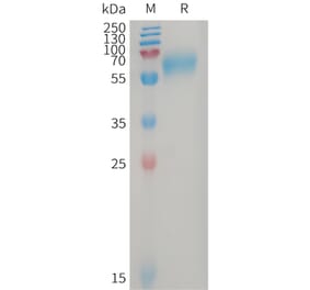 SDS-PAGE - Recombinant Human GPR56 Protein (6×His Tag) (A317747) - Antibodies.com