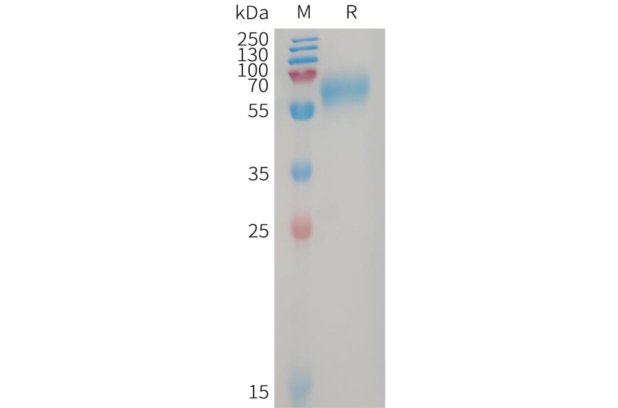 SDS-PAGE - Recombinant Human GPR56 Protein (6×His Tag) (A317747) - Antibodies.com