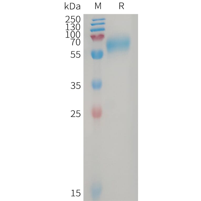 SDS-PAGE - Recombinant Human GPR56 Protein (6×His Tag) (A317747) - Antibodies.com
