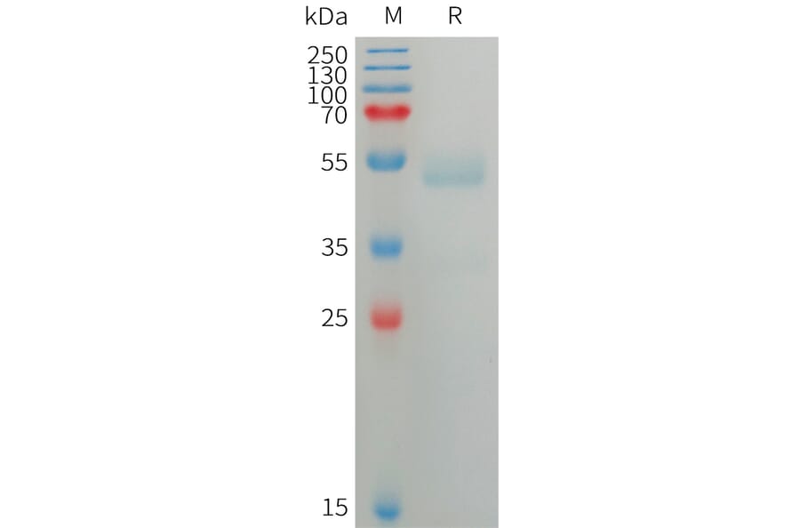 SDS-PAGE - Recombinant Human ANGPTL7 Protein (6×His Tag) (A317749) - Antibodies.com