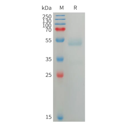 SDS-PAGE - Recombinant Human ANGPTL7 Protein (6×His Tag) (A317749) - Antibodies.com