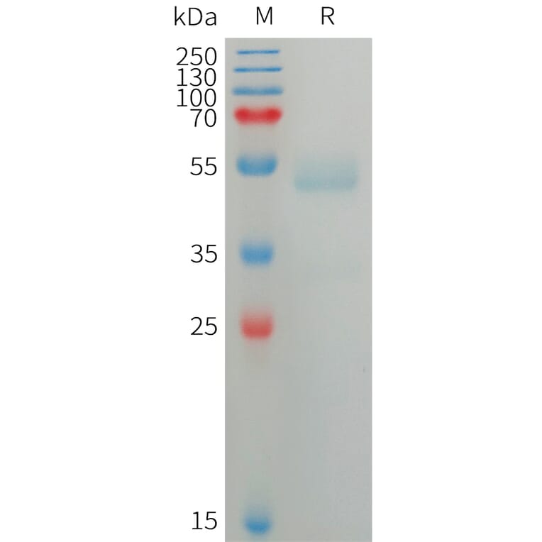 SDS-PAGE - Recombinant Human ANGPTL7 Protein (6×His Tag) (A317749) - Antibodies.com
