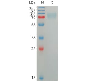 SDS-PAGE - Recombinant Human SIGLEC5 Protein (6×His Tag) (A317752) - Antibodies.com